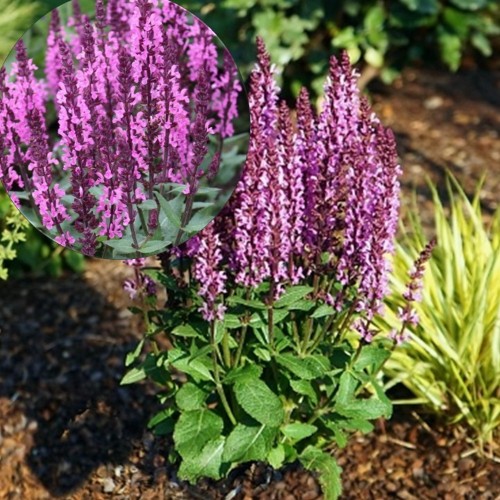 Salvia nemorosa 'Midnight Rose' - Metssalvei 'Midnight Rose' P11/0,75L